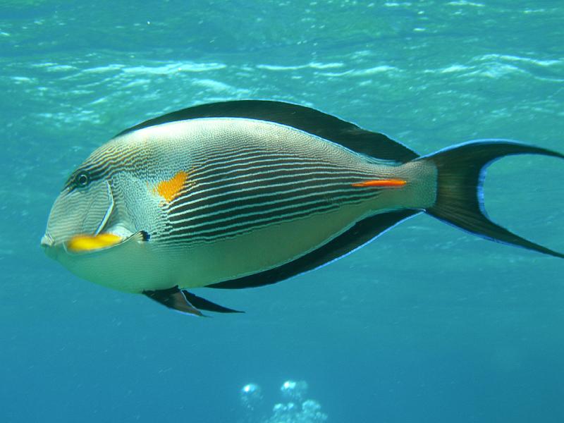 SAFAGA 07  2008 240.jpg